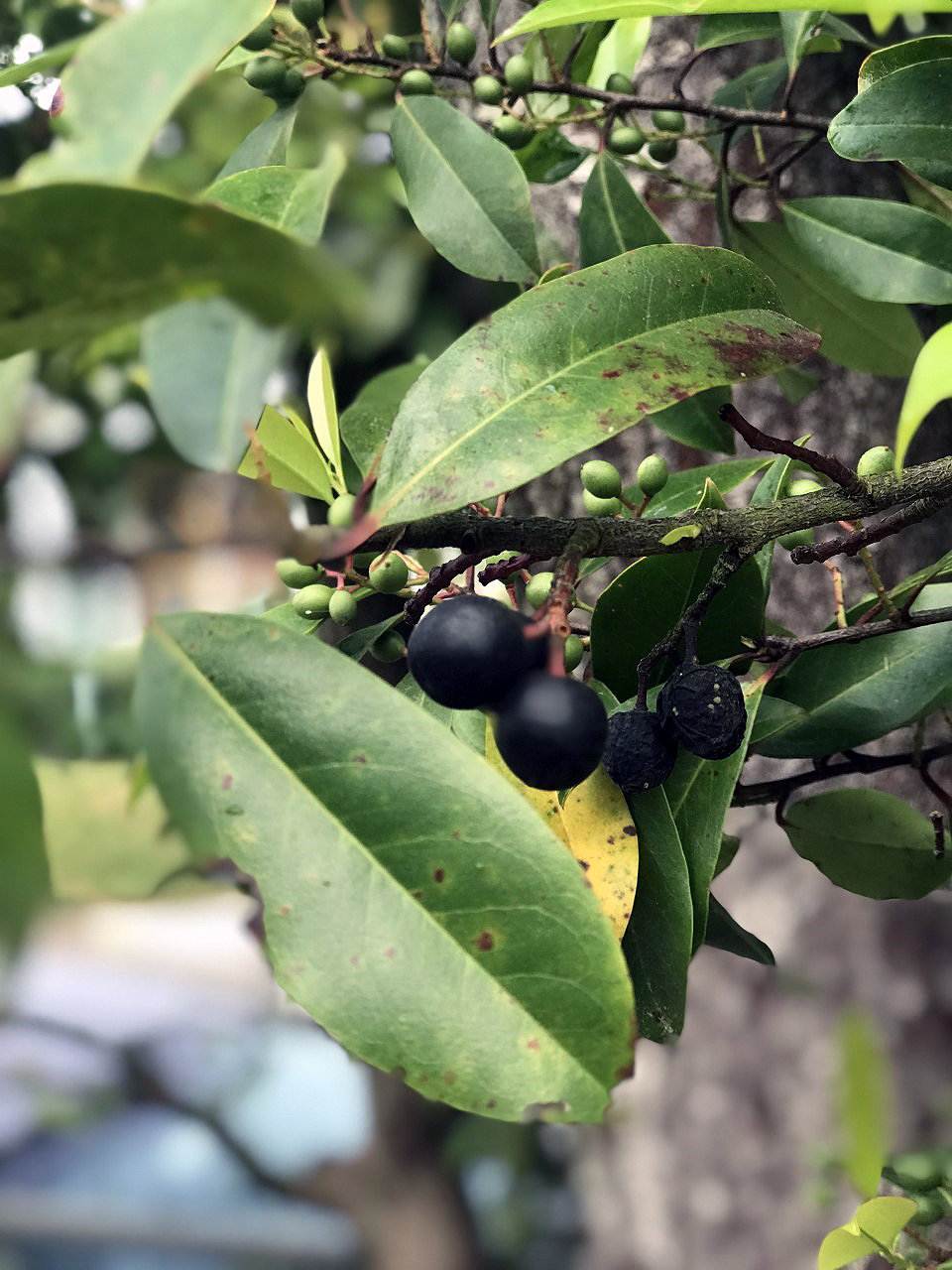 Cherry Laurel (Prunus caroliniana)