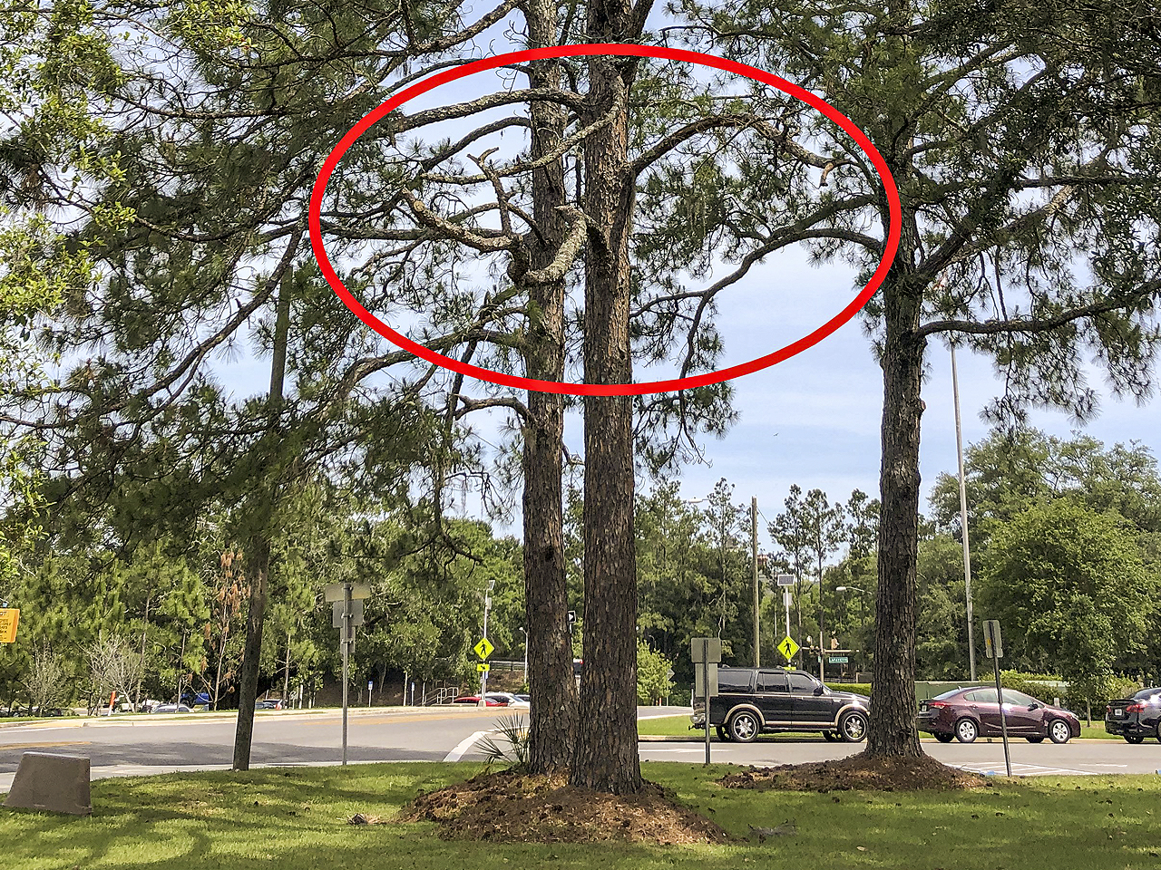 This pine has a few dead branches in the lower canopy that could be pruned off.  Otherwise, this tree is in fine shape!