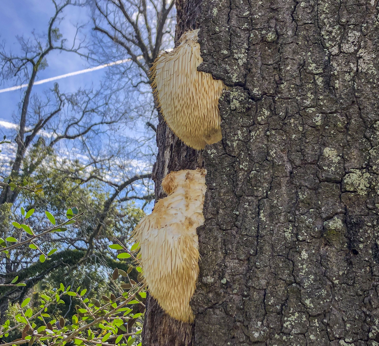 This lion’s mane fungus tends to be associated with decay in trees.